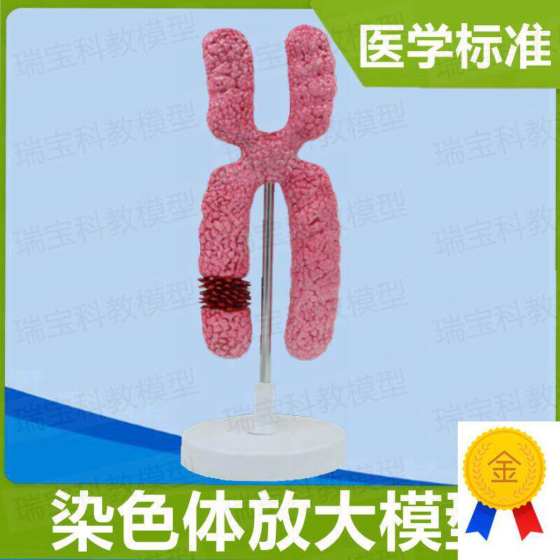 染色体模型染色k质模型23对染色体性染色体常染色体生殖医学