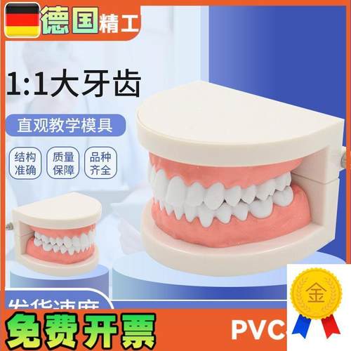 1比1大口腔模型牙模型模具教具模具牙科教学P模型可拆卸口腔假牙