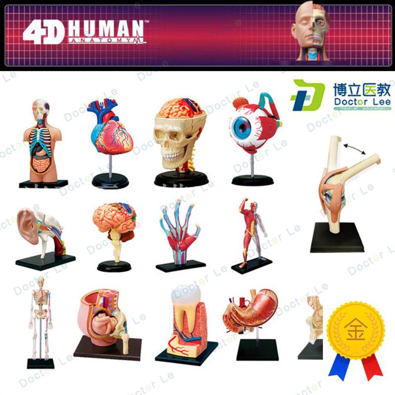 4DMASTER拼装人体模型内脏脑颅骨肌肉手骨架眼耳牙W胃心脏妊娠膝