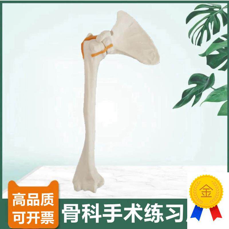 骨科手术练习用假骨模型仿真w骨切割打孔髓内钉骨髓腔松质骨皮质