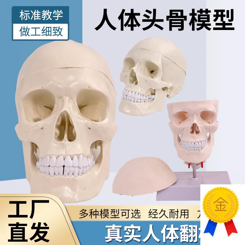 教学仿真1:1自然大头颅骨标本人D体头骨解剖仿真骷髅标准头骨模型