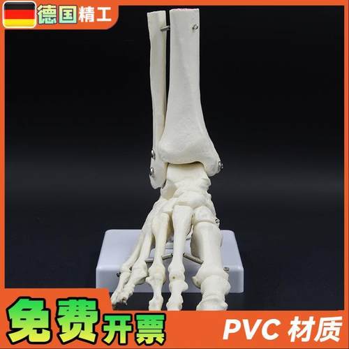 德国】1比1脚骨关节模型踝关节教具人K体骨骼模型工厂直营足关