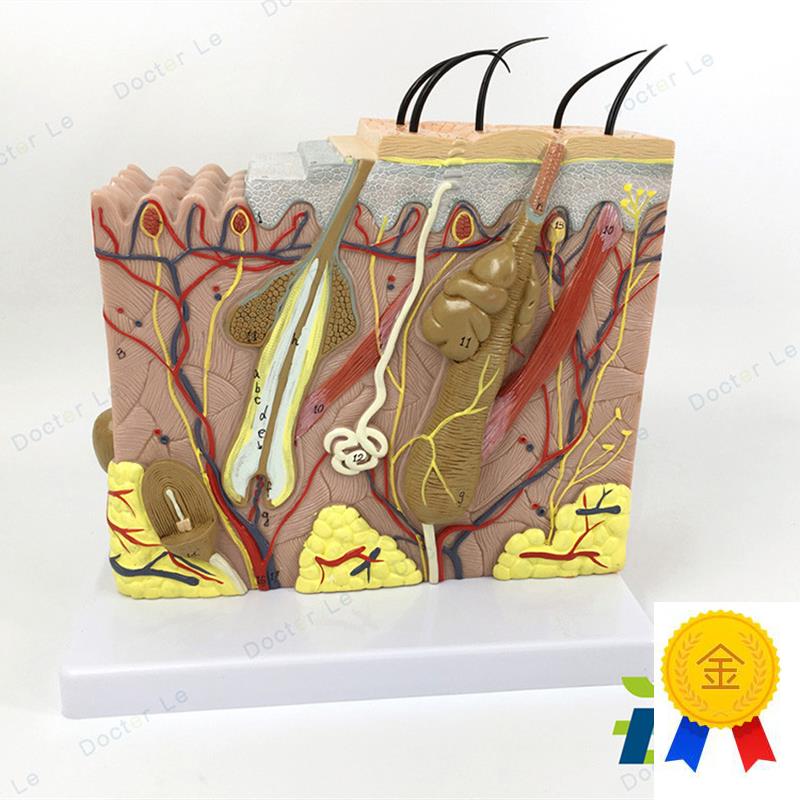 70倍人体皮肤结构皮肤组织结构放大解剖模型美容院W微整形皮肤模