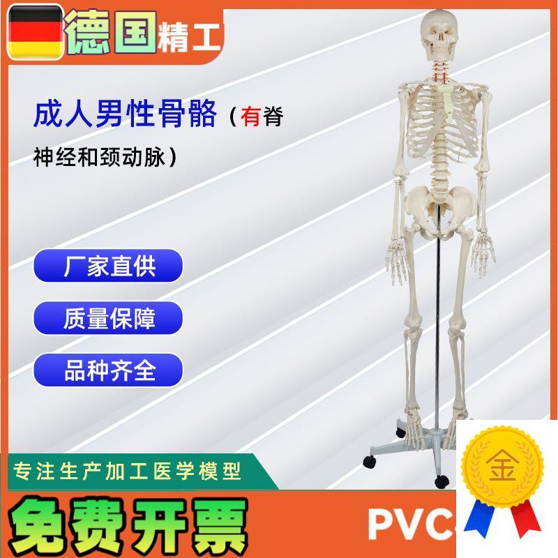 成人男性骨骼附脊神经和颈动脉无泡沫盒包装人体骨Y骼教学模型