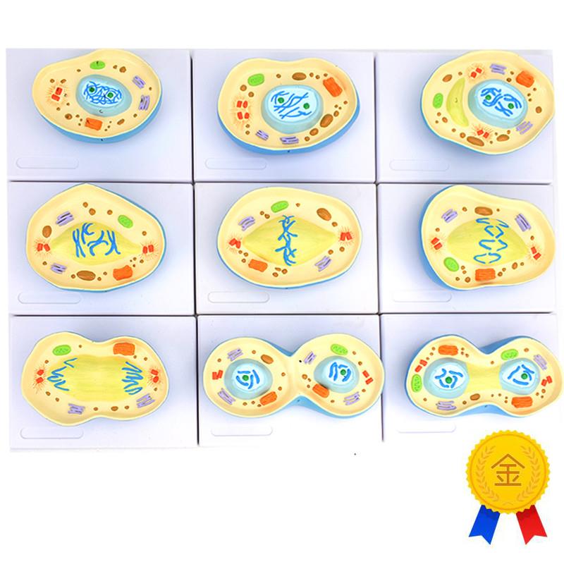 ENOVbO颐诺细胞有丝分裂模型9部件核模核仁染色体细胞质纺锤丝细