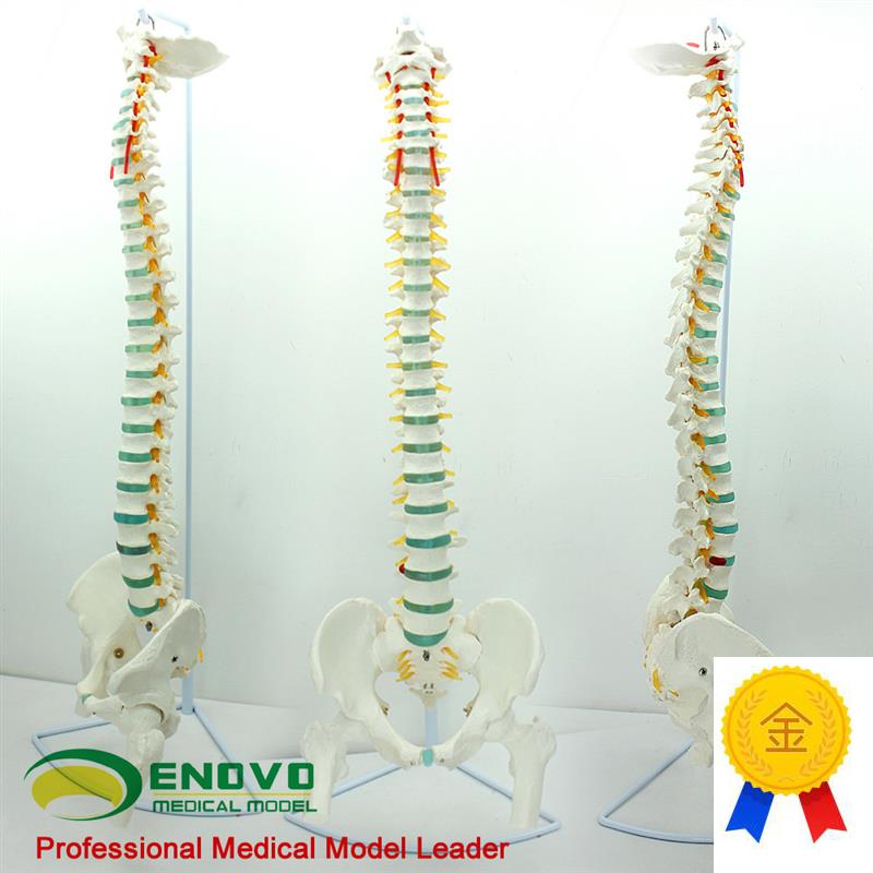 ENOVOd颐诺医学人体脊柱模型脊椎骨盆颈椎胸椎腰椎整骨科骨骼模型