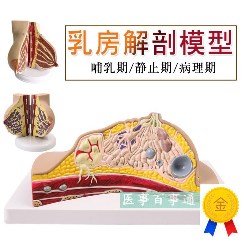 乳房模型胸模型胸部解剖模型w静止期哺乳期女性乳房结构造教学医