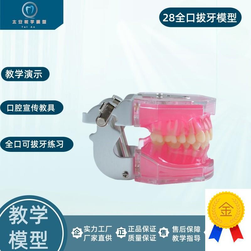 练习全口可拔牙模型n离体牙可拆卸软牙龈牙科口腔教学演示仿真牙