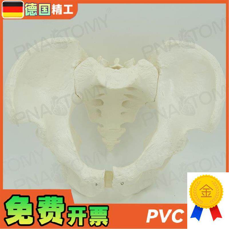 德国】人体男性骨盆骨骼骨架x模型1比1大小教学正骨骨科教具