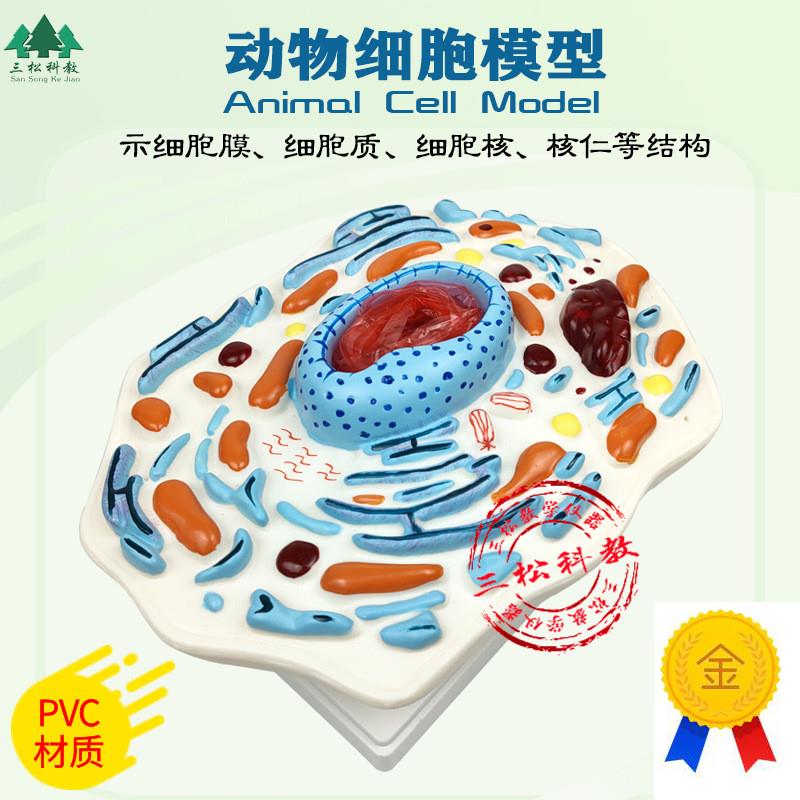 动物细胞模型示核k膜核仁及染色体细胞亚显微结构模型生物教学