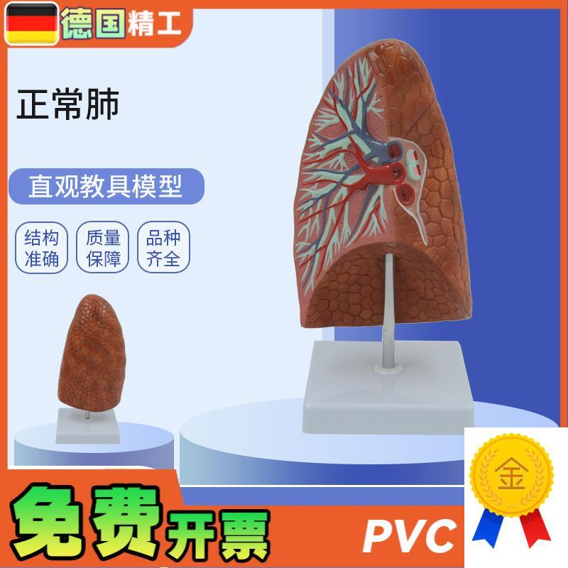 德国】PNT-0476人体内脏健康肺模型教M学用人体器官正常肺解剖模