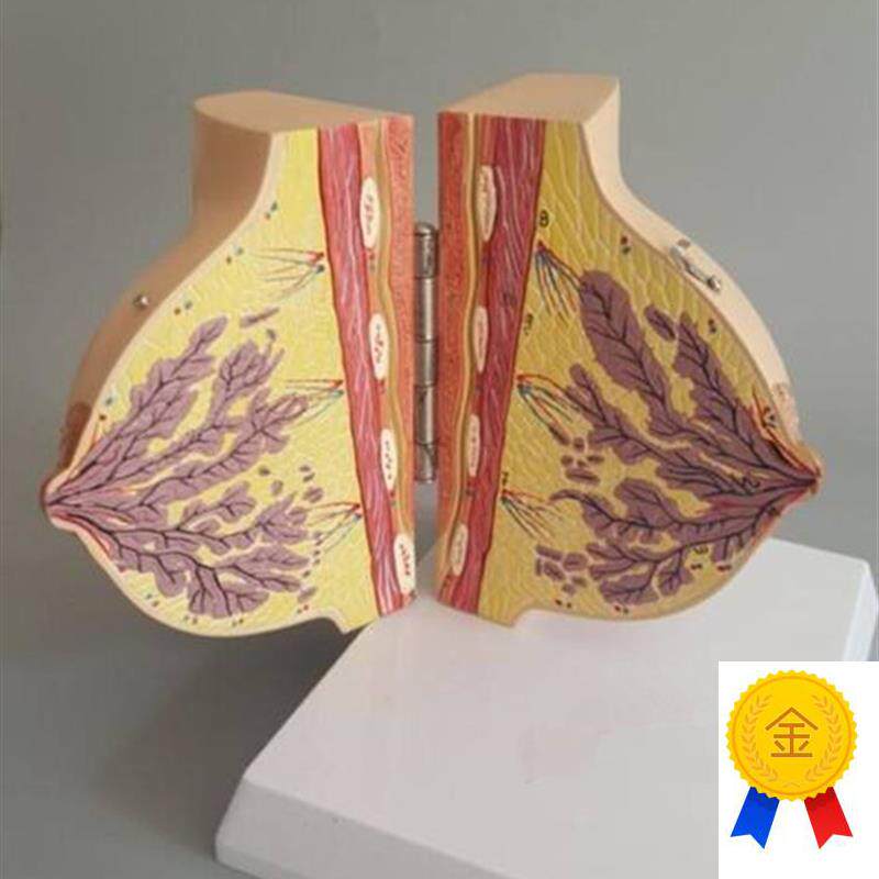 女性哺乳期乳房模型乳房解剖A女性催乳乳房整形模型乳房模型