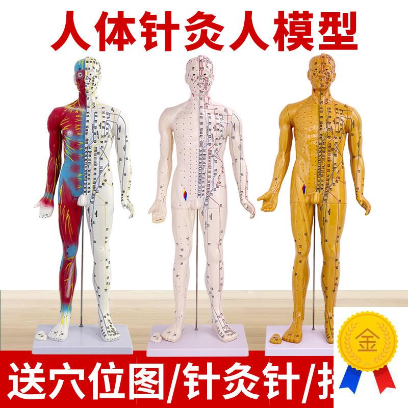 中医人体针灸十二经络穴位模型人85CM标准全身T小铜人教学模特图