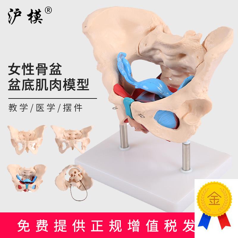 沪模男女性骨盆模型女性盆底肌y肉模型医学助产教学模型人体骨骼