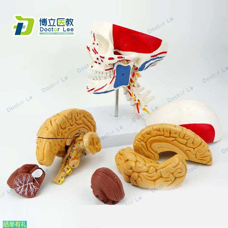 医学人体头颅脑肌肉大脑模型颅脑神经科解剖头骨模型1:1