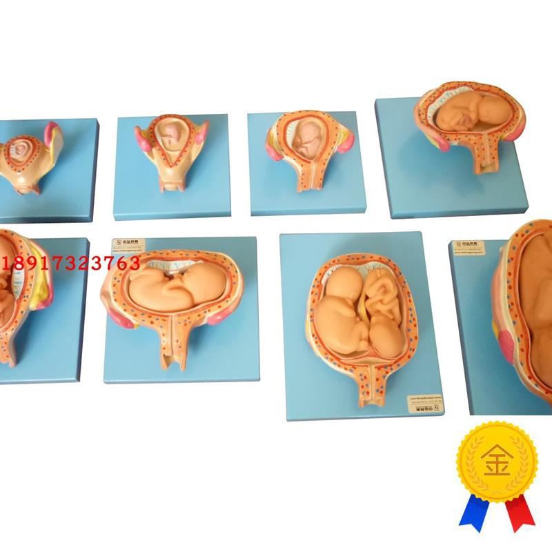 高级妊娠胚胎发育过程模型子宫C胎儿发育教学胎儿发育过程模型