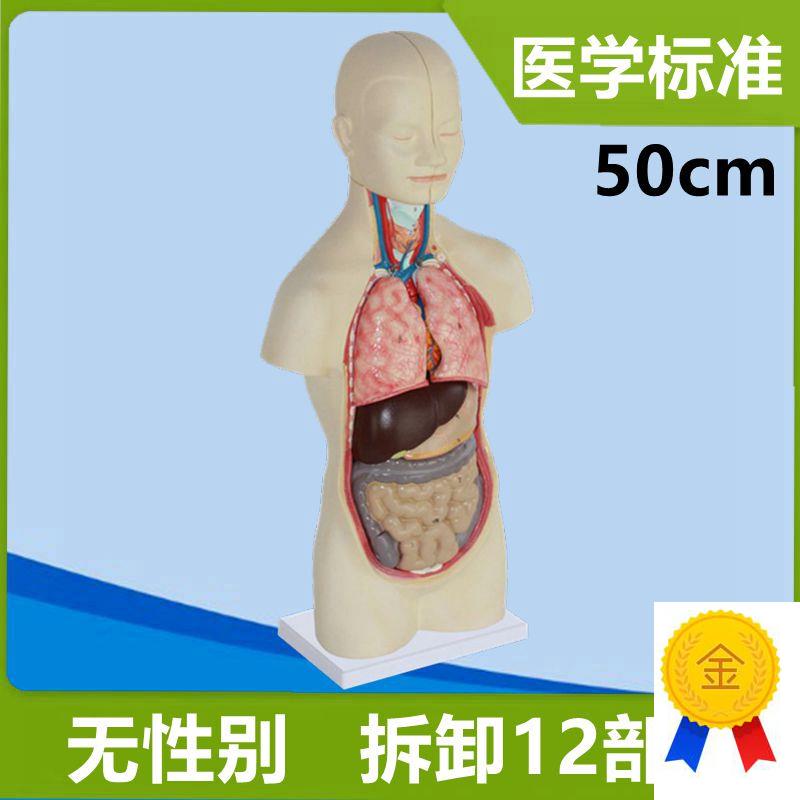 50厘米躯干模特内脏拆卸12x部件心肝肾肠道脑儿童早教拼装玩具人