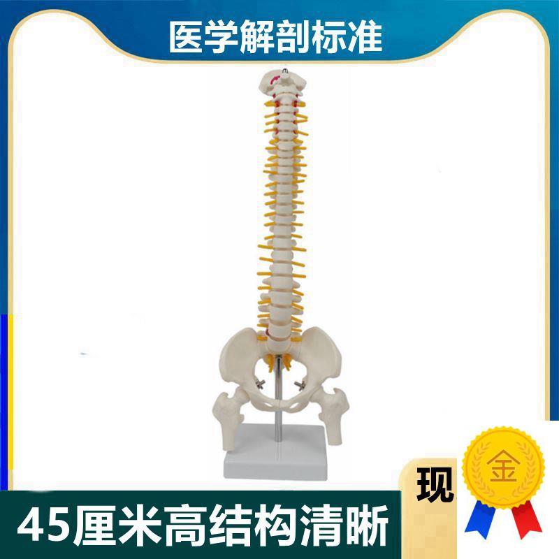 脊柱模型45厘米高便携式脊v椎骨骼椎间盘神经股骨头盆骨正骨小针