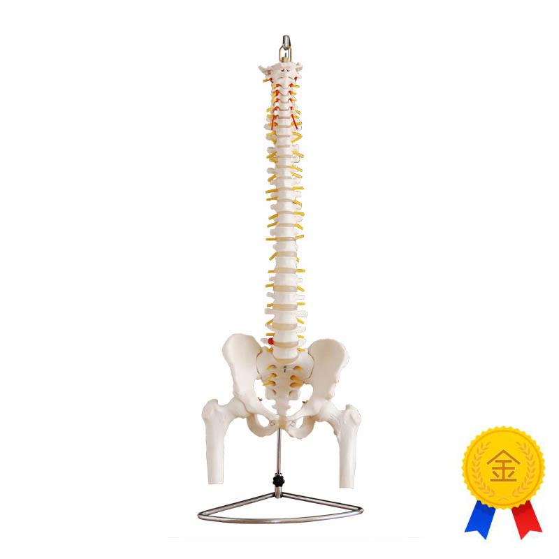 自然大脊椎附骨盆Y半腿骨模型