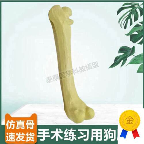 狗股骨模b型仿真手术操作用假骨头犬腿骨胫腓骨兽医教学标本假骨