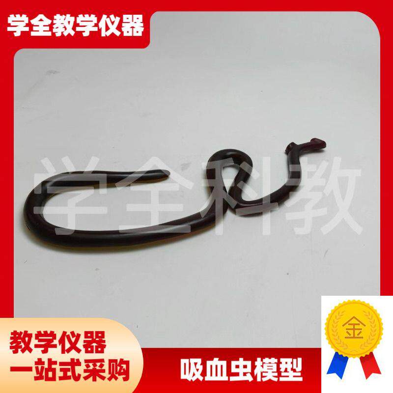 吸血虫模型雌雄合抱血吸t虫模型生物解剖模型实验解剖模型可拆装
