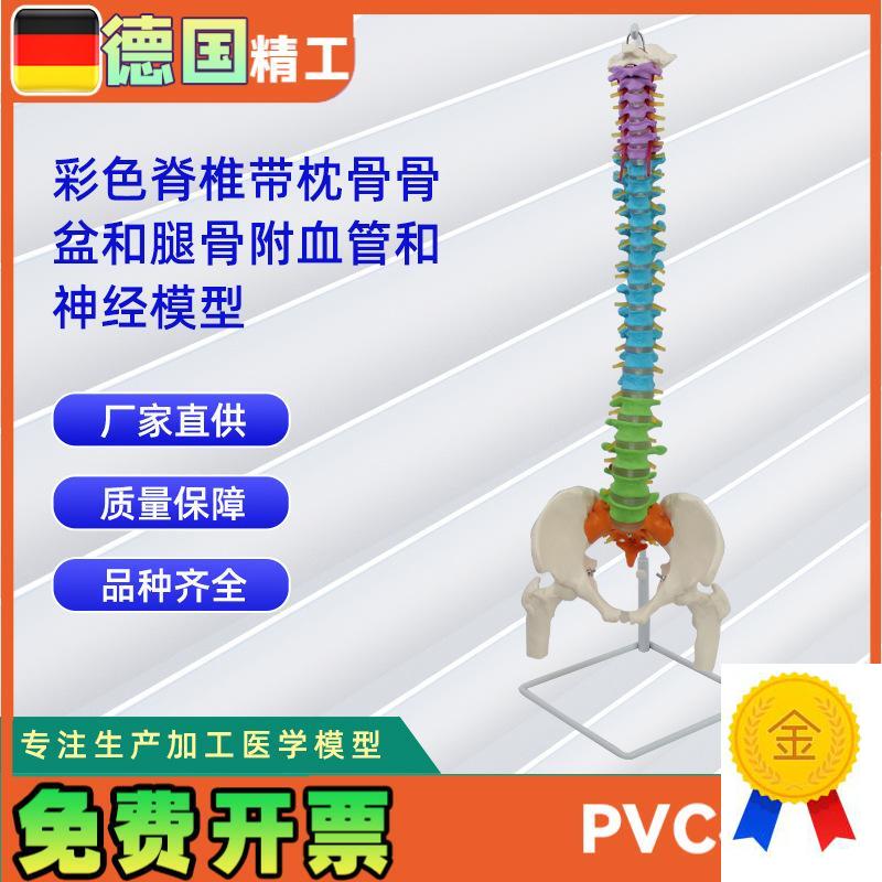 彩色脊椎带枕骨骨盆和腿骨附血管和神经模型人Y体骨骼模型