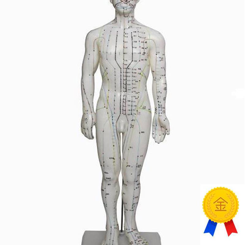 人体针灸模g型(男)60CM人体模型医学模型