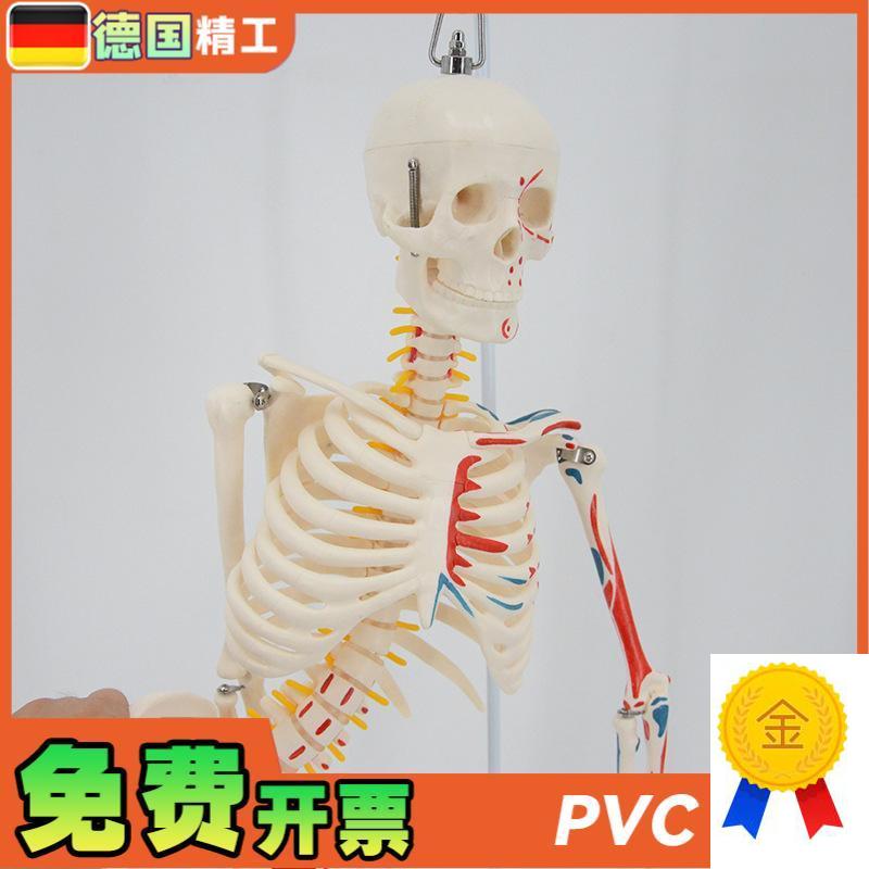 德国】85cm教学用人q体骨骼模型脊柱可弯曲四肢活动可拆卸带支架