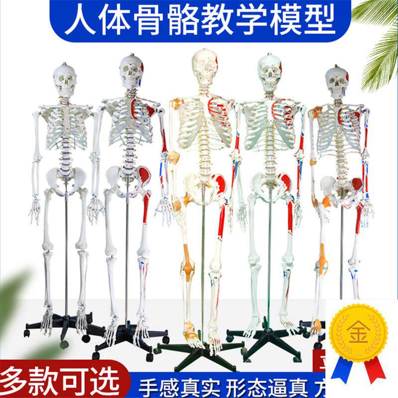 170CM人体骨骼神经骨架模型肌肉韧带骨架标本骨骼U模型肌肉起止点