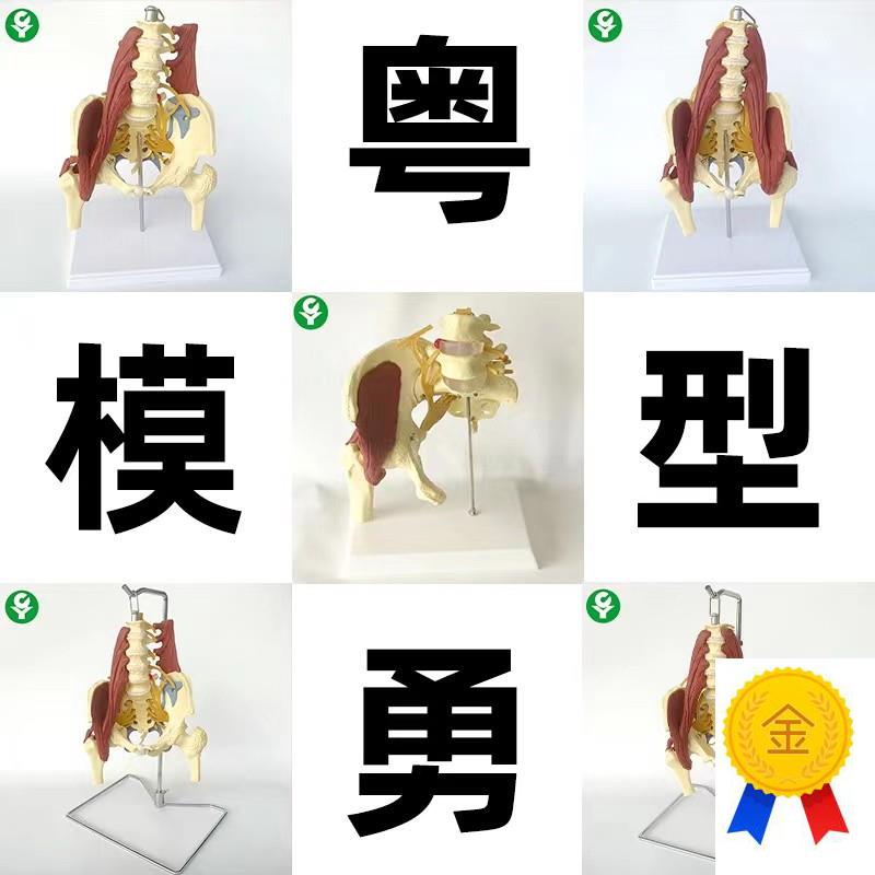 成人腰椎带肌肉模型盆骨腰间盘z突出产妇盆底肌修复演示骶骨神经