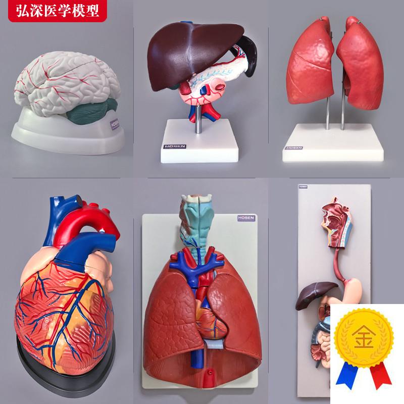 人体器官模型心肝l脾肺肾脑胃肠五脏六腑内脏系统解剖结构医学教