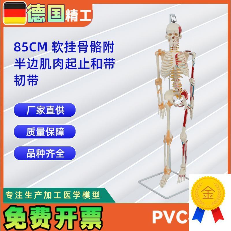 85CM软挂骨骼附半边肌肉起止和带韧带模型人体骷髅X骨架医学模型