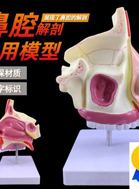 鼻腔解剖模型耳鼻喉科医用模型鼻腔模型N鼻子模型口鼻结构模型