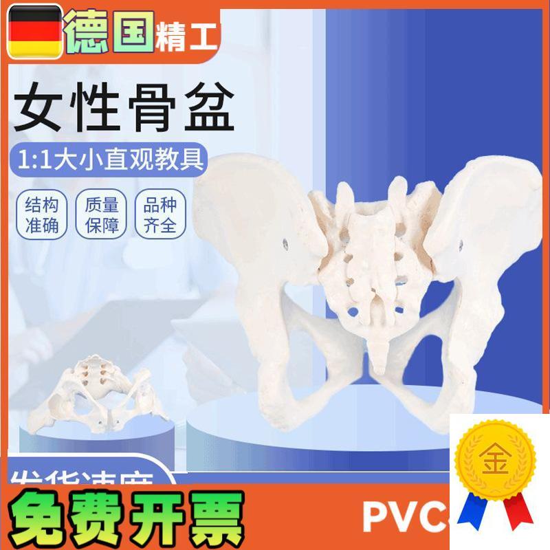 女性骨盆模型1比1女盆腔关节y骶骨耻骨结构妇产科展示教具骨骼解
