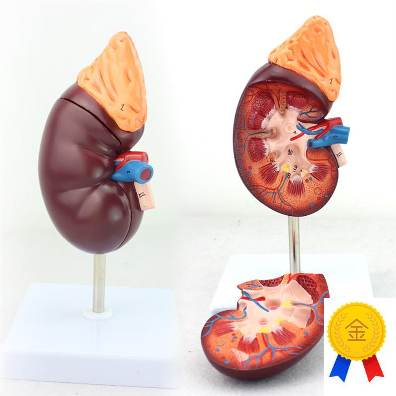 ENOVO颐诺医学人体肾脏解剖模型肾模型医学泌尿科解剖.系统用模型