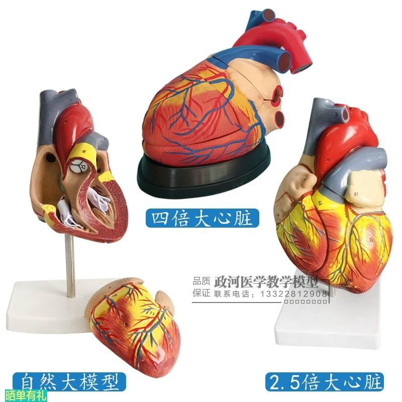 教学仿真1:1人体心脏模型 B超彩超声医用心内科心脏解剖 教学模型