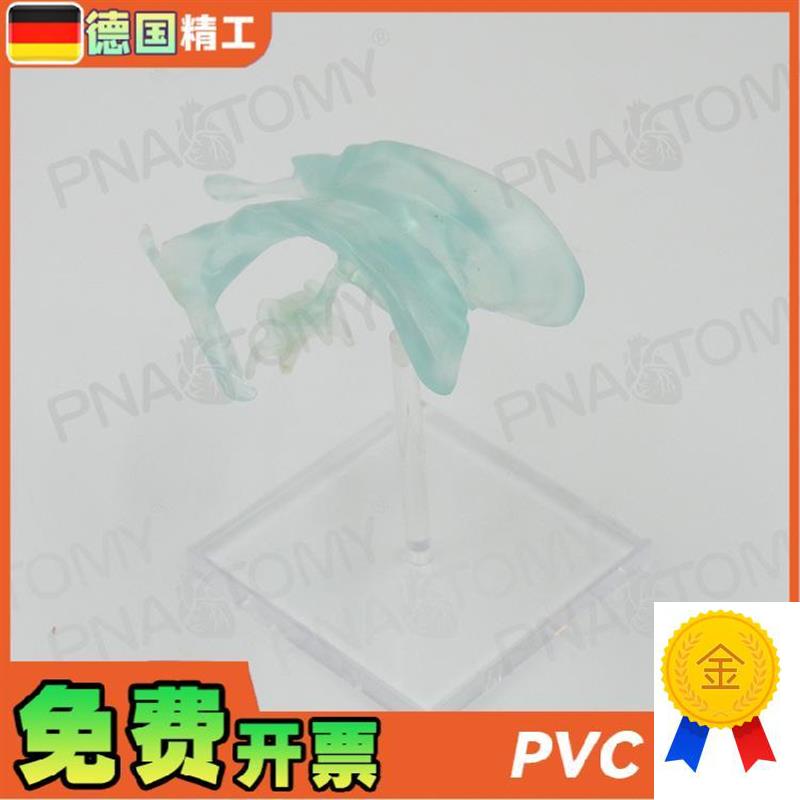 德国】医学人体大脑基地核脑x室杏仁脑丘脑中枢神经放大解剖模型