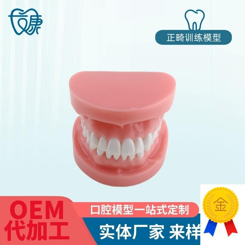 正畸错位牙齿模型牙齿矫正模型厂家F直供口腔教学模型牙齿托槽矫
