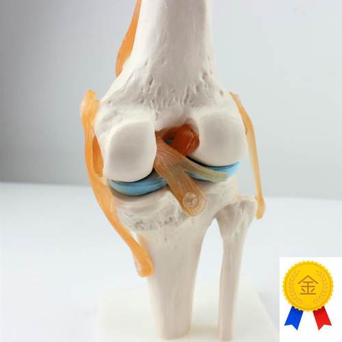ENOVO颐诺医学人p体功能性膝关节模型韧带滑车关节人体骨关节髌骨