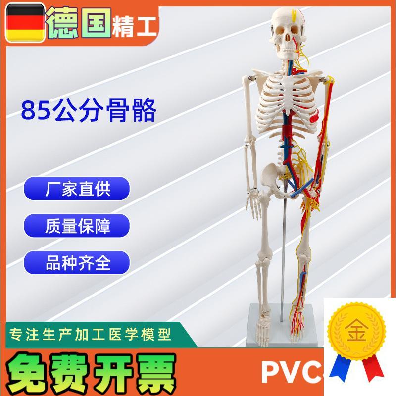 85CM附神经血管骨骼模型人体骨骼演O示模型医学教材模型