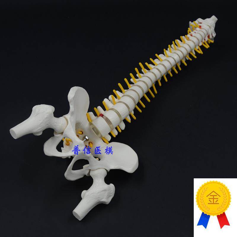普信推拿美容腰椎骨r科医用康复训练脊椎模型人体脊柱模型