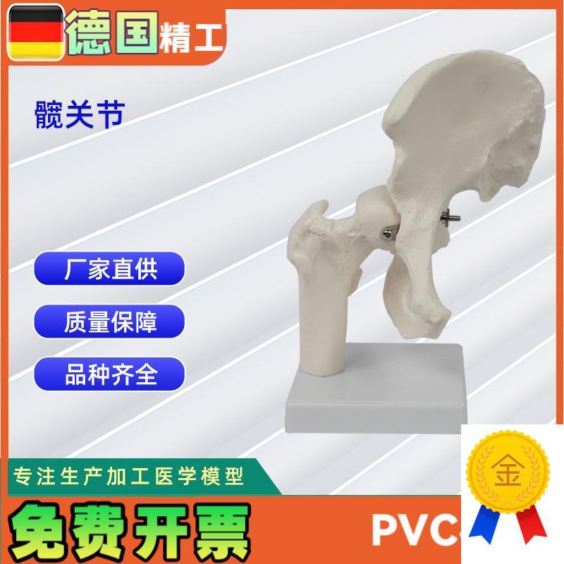 髋关节模型人体骨H骼教学模型器具