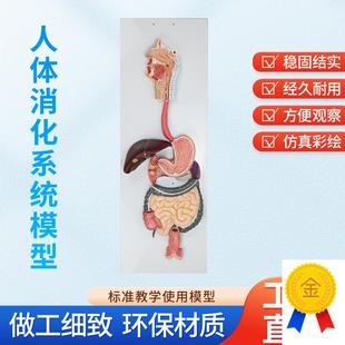 人体消化系统模型消化道胃剖面鼻咽喉胃L解剖模型肛肠科大小肠