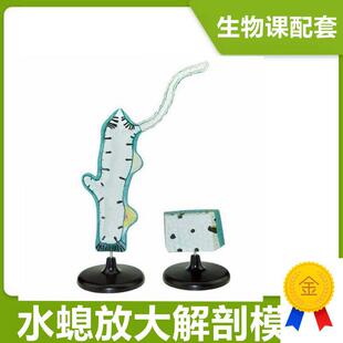 水螅模型中学生物课配套教具腔肠动物多细胞无脊T椎无芽体精巢淡
