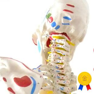 人体骨骼a模型170cm人体骨骼标本模型脊椎模型关节模型医用模型