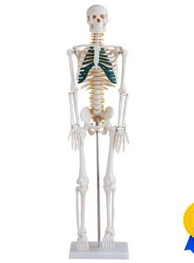 85CM骨骼模型人体全身骨骼模B型带神经心脏骨骼带神经椎间盘模型