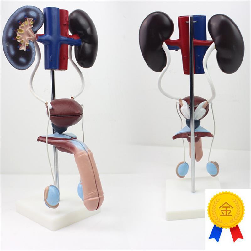 男性泌尿生u殖系统解剖模型