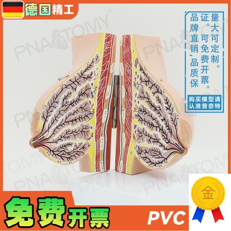 德国】仿真女性哺乳期乳房解x剖模型妇产科计生乳培训教具丰胸整