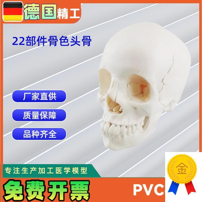 22部件骨色头骨可拆n分模型人体骨骼模型教学模型26*17*22CM