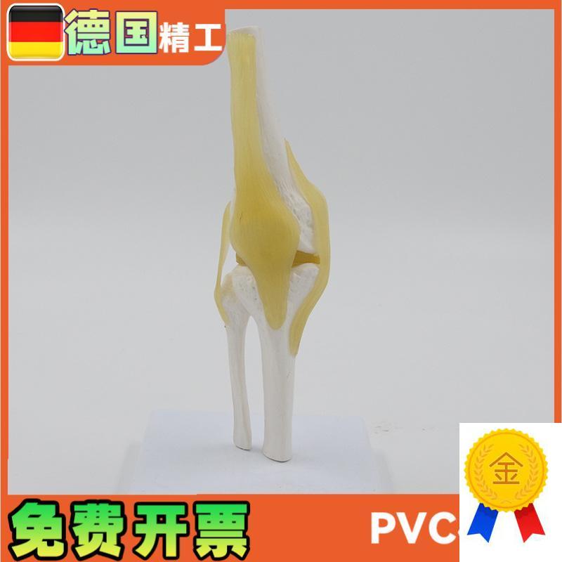 小型膝关节模型可弯曲韧带医学礼品人体骨骼解剖R教具股骨康复骨
